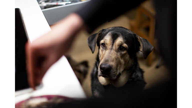 Dog waiting for food