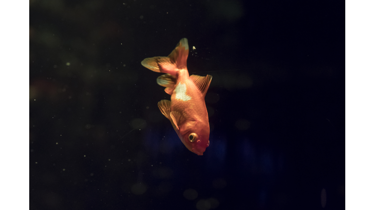 Cherry Blossom And Goldfish Exhibition At Art Aquarium In Tokyo