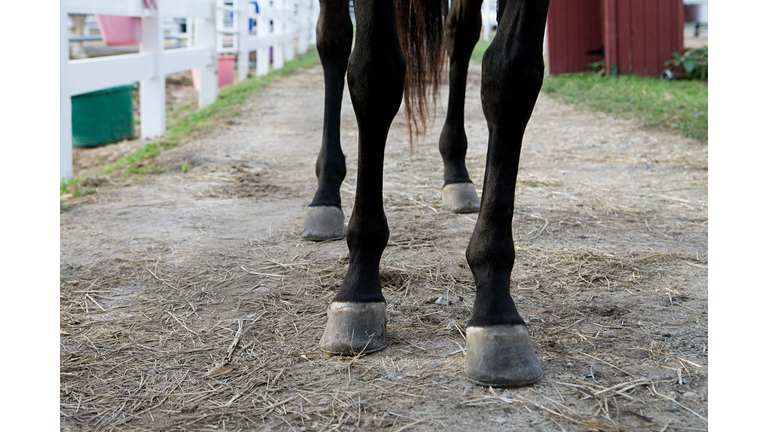 Horse's legs and hooves