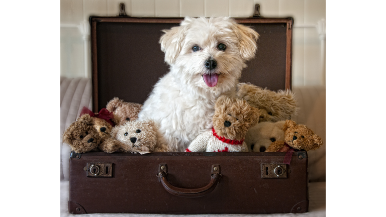 Dog and teddy bears sitting in suitcase