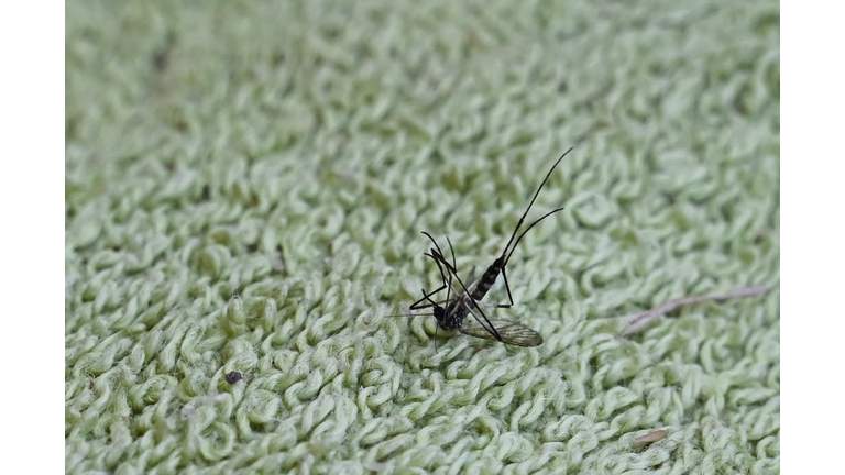 FRANCE-TIGER-MOSQUITO-AEDES-ALBOPICTUS-SCRATCHED