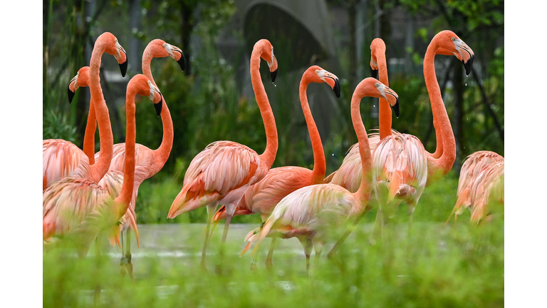 SINGAPORE-ANIMAL-BIRDPARK