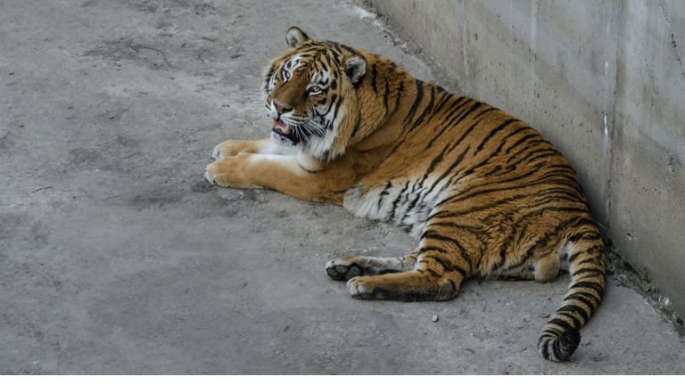 beautiful redhead tiger