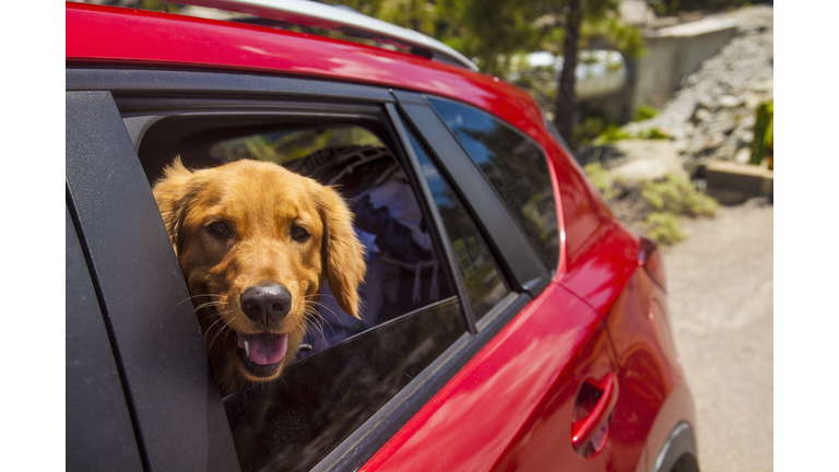 Dogs head poking out of red car window