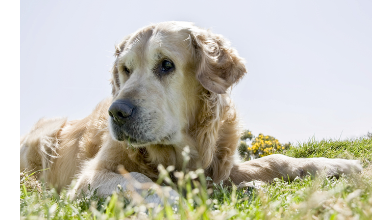 Golden Retriever Dog Laying In Grass