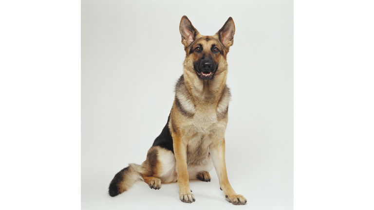 German Shepherd