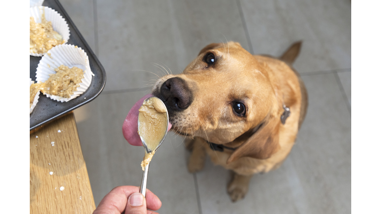 Pet dog is licking spoon with peanut butter dough.