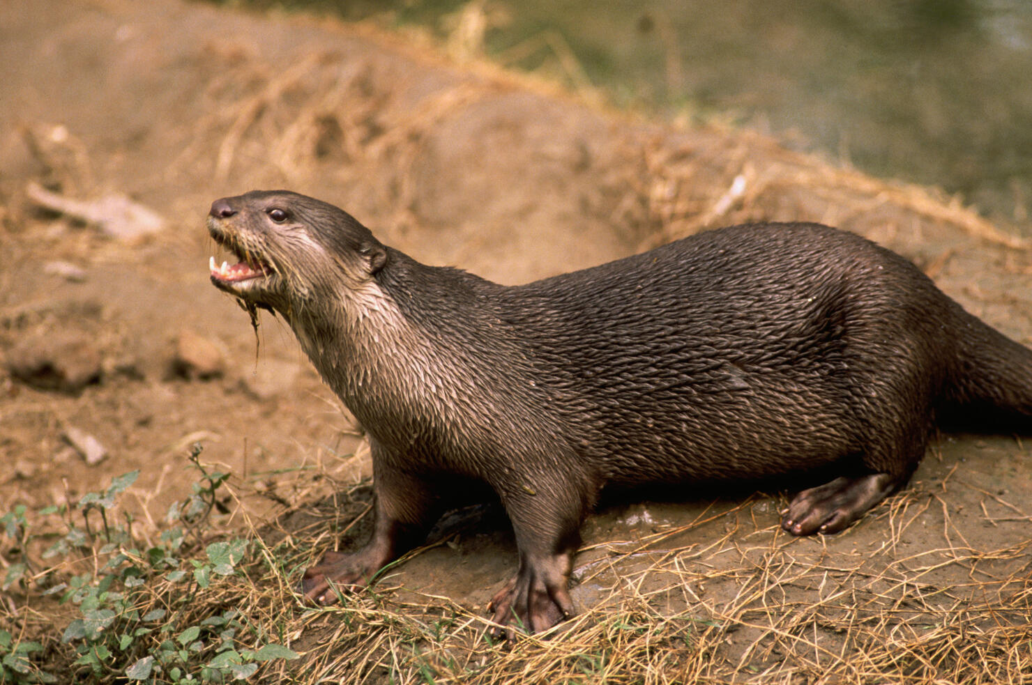 Himalayan River Otter Calls Out From Riverbank
