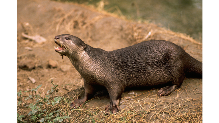 Himalayan River Otter Calls Out From Riverbank