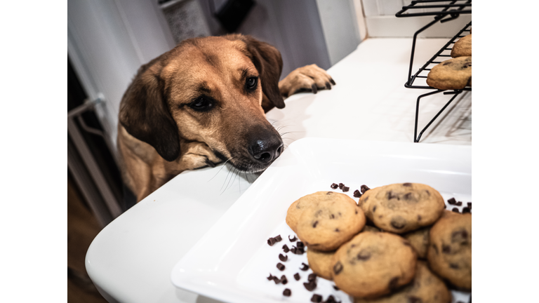 Milk Chocolate Chip Cookies