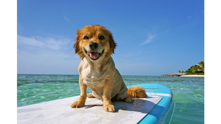 Portrait of golden retriever sitting on sea against sky,Nassau,Bahamas