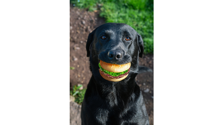 Portrait of a black dog with sandwich in mouth