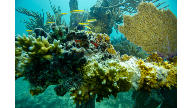 US-ENVIRONMENT-DIVING-CORAL