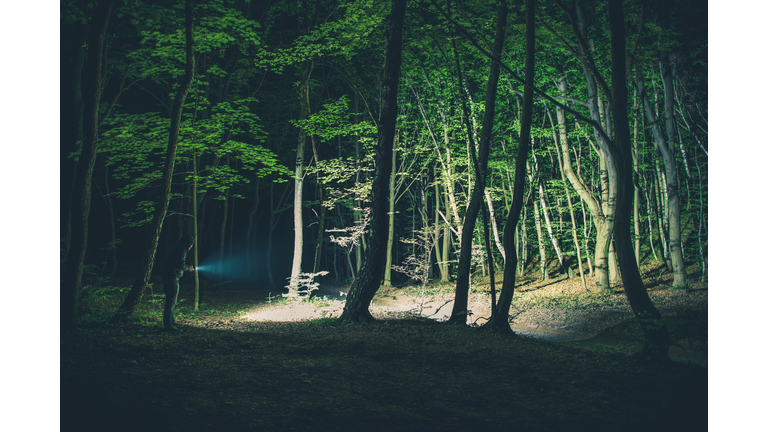 Exploring the Woods in the Night