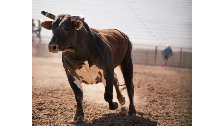 Clearing the bull from the rodeo arena