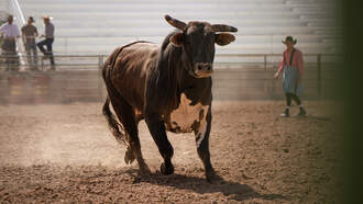 Lifestyle - Officer + bull ride = video you didn’t know you needed!