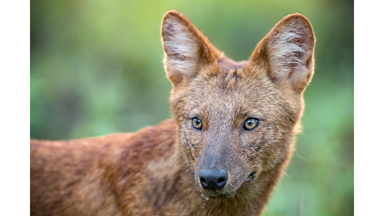 Portrait of an Indian Dhole