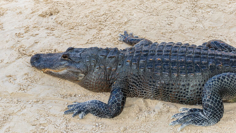 An Alligator resting in the sand