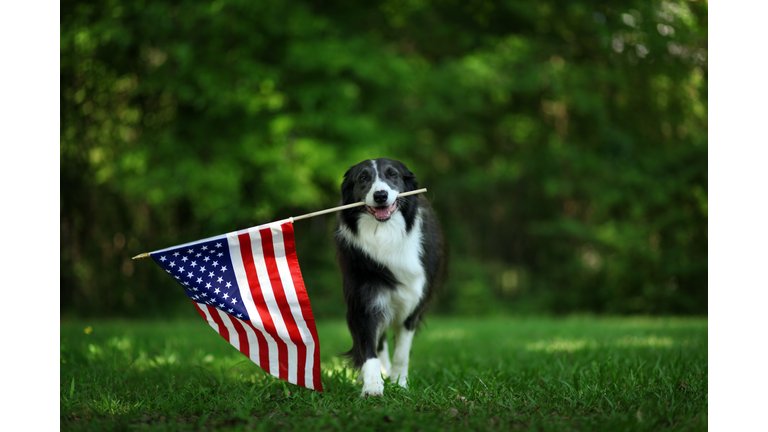 Happy border collie carrying USA flag