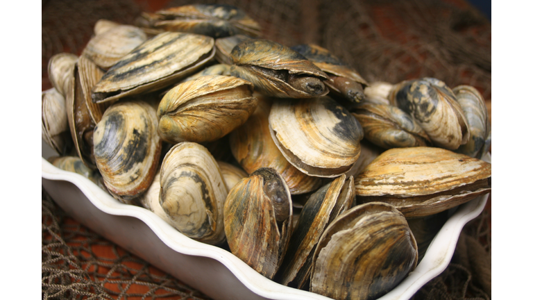 Clams