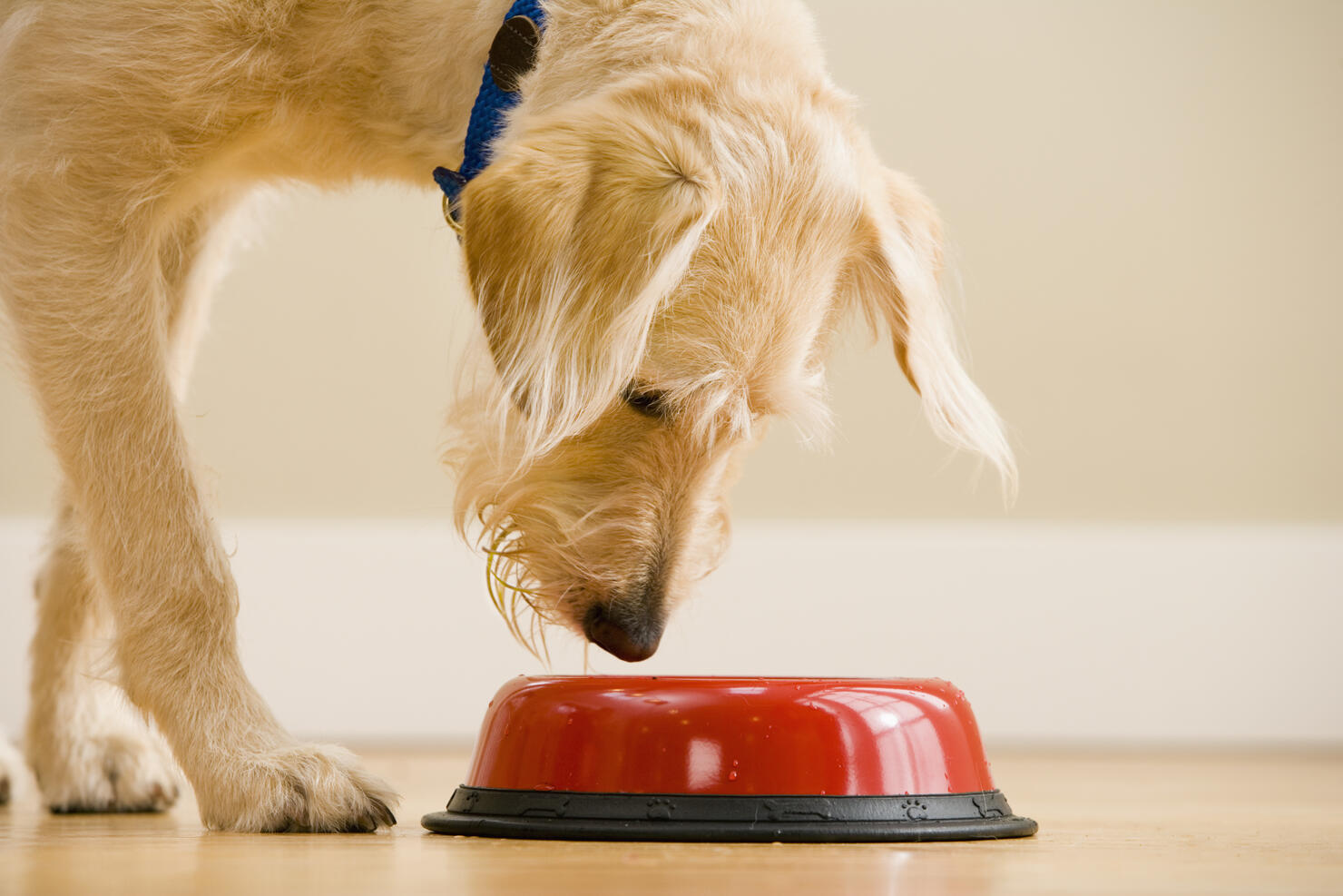 Dog Inspecting a Food Bowl