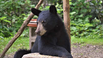 Bear Chases Boy Into Pennsylvania Family Dollar Store