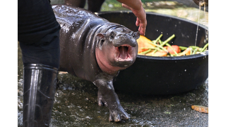 THAILAND-ANIMAL