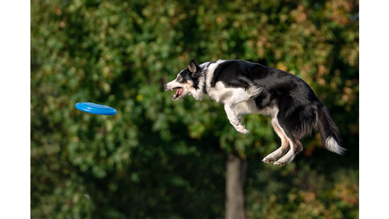 A dog caught a disc in the air