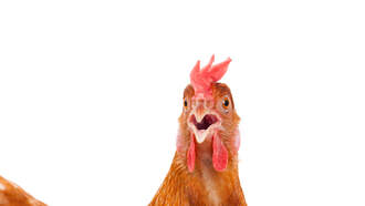 Geeze, get a coop guys 