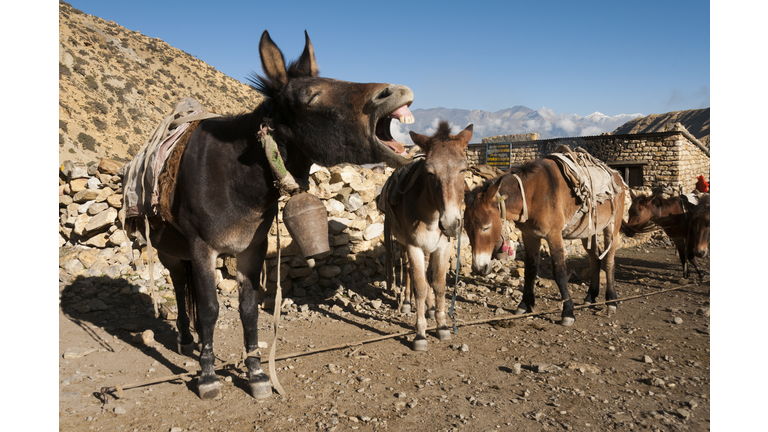 Pack mule braying at Nepalese shepherds hut