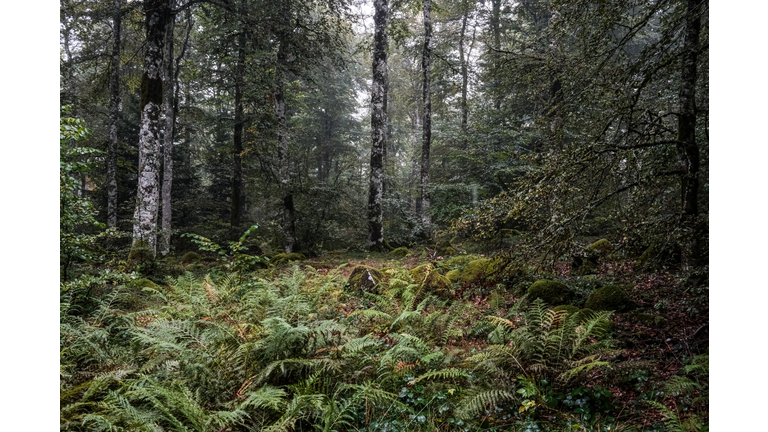 FRANCE-NATIONAL-NATURE-RESERVE-CHASTREIX-SANCY-PUY-DOME