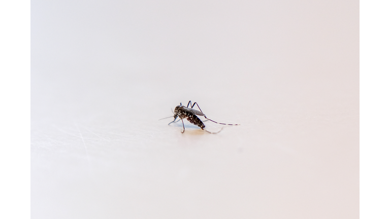 FRANCE-HEALTH-INSECT-MOSQUITO