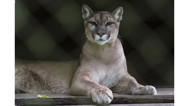 COSTA RICA-ANIMAL-CONSERVATION-FEATURE