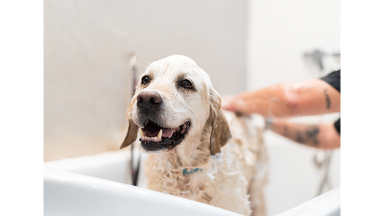 Happy dog in a bath while being cleaned