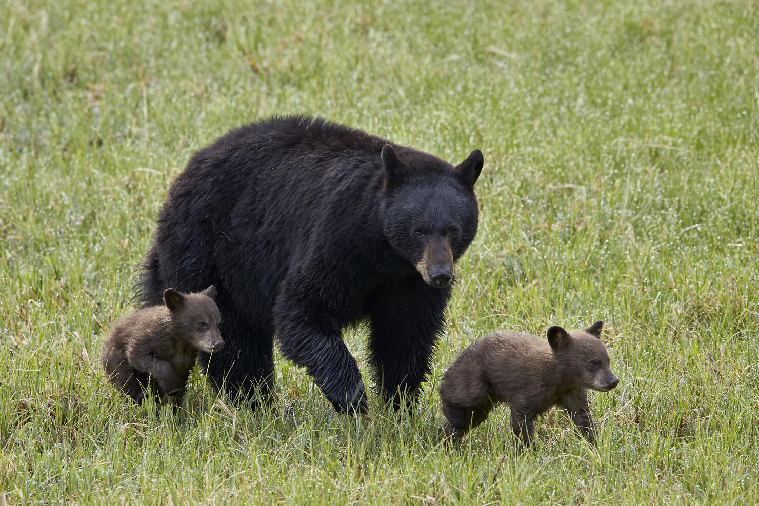 Black Bear (Ursus americanus) sow and two chocolate cubs of the year or spring cubs, Yellowstone National Park, Wyoming, USA