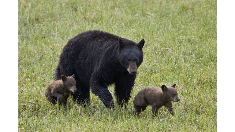 Black Bear (Ursus americanus) sow and two chocolate cubs of the year or spring cubs, Yellowstone National Park, Wyoming, USA