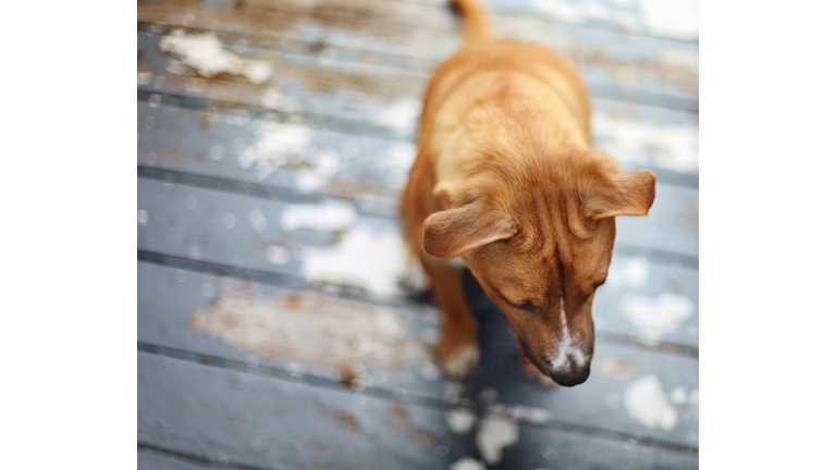 Puppy sitting on wooden deck