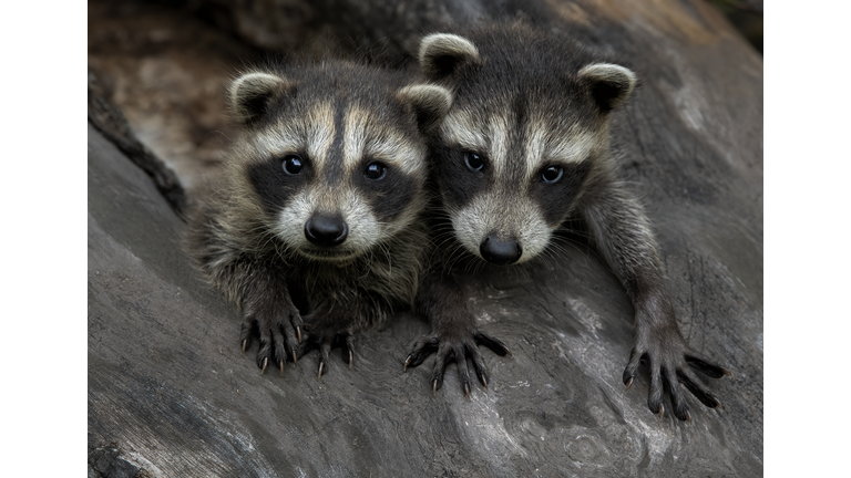 Raccoon Babies