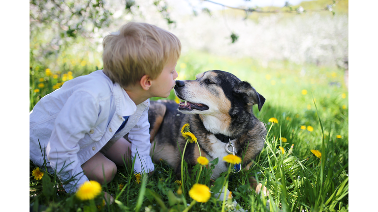 Young Child Kissing Pet German Shepherd Dog Outside in Flower Meadow