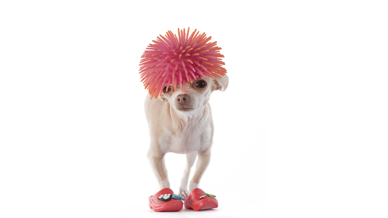 Chihuahua with pink wig and rubber boots