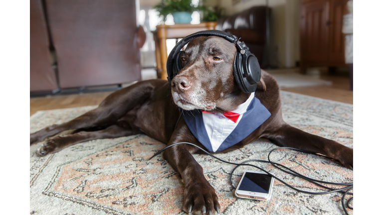 Chocolate Labrador Listening to Music