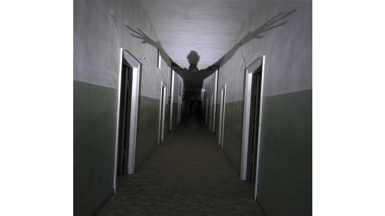 Animal Intelligence / Supernatural Movies