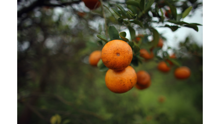 Citrus Greening Diseases Threatens Florida's Orange Industry