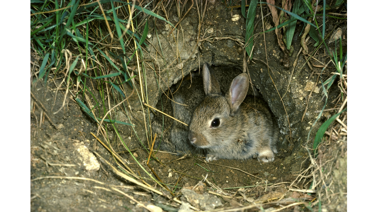 rabbit oryctolagus cuniculus 18 day old rabbit, out to explore. oxon, uk