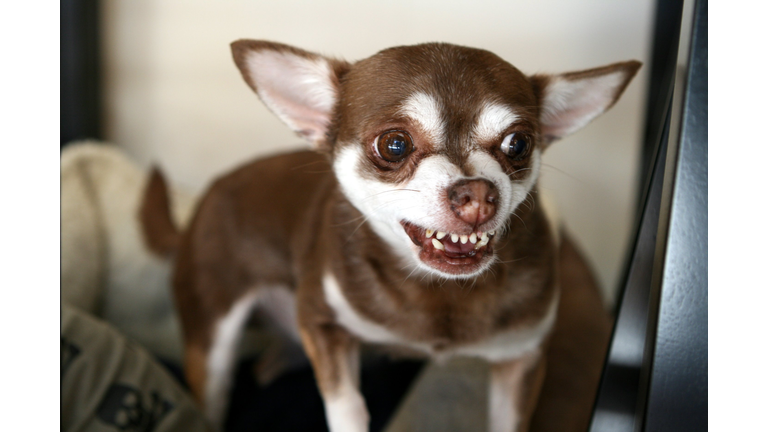 Brown Chihuahua snarling with teeth showing