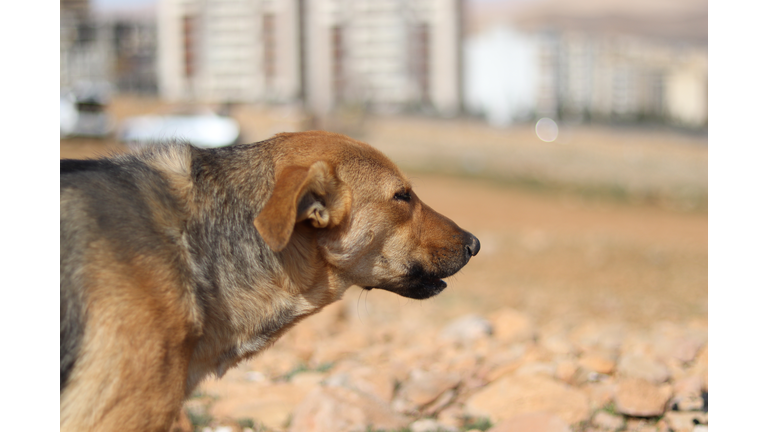 Close-up of dog looking away