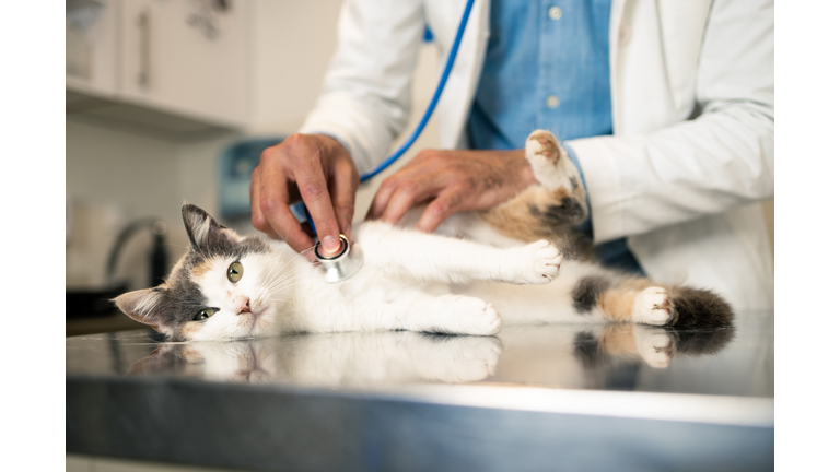 Veterinarian examines the pet