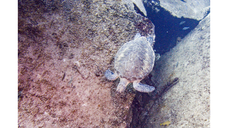 ARUBA-ENVIRONMENT-REEF