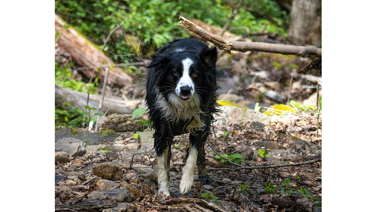 Portrait of dog standing on field