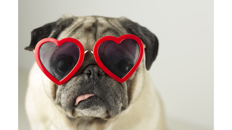 Dog with glasses of red heart